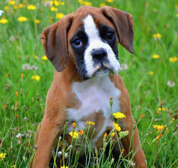 What Are Good Names For A Boxer Dog What Are Good Names For A Boxer Dog