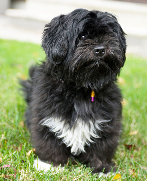 lhasa apso saiba tudo sobre a raça melhoramigo dog