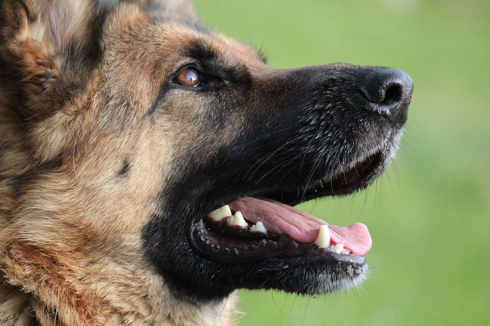 pay with blowjob german shepherd anal glands