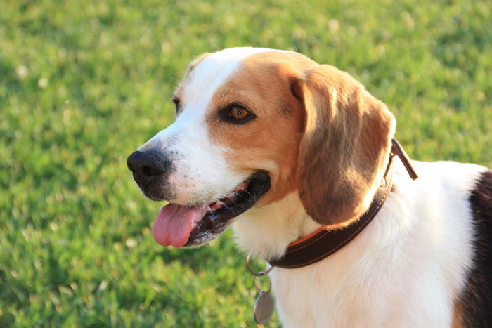Best Dog Food For Beagles Uk Best Dog Food For Beagles Uk