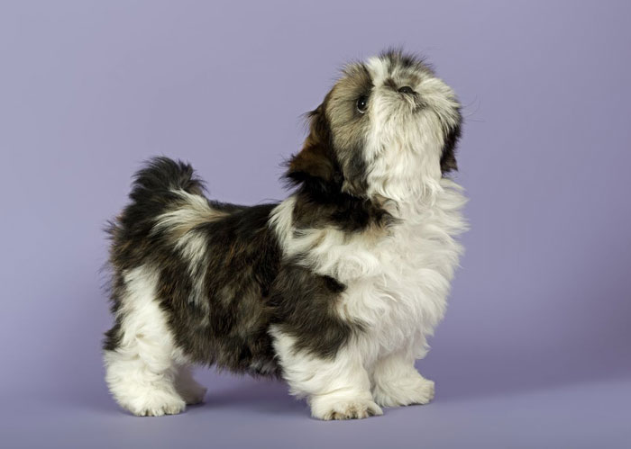fotos de shih tzu shih tzu lindas fotos de cachorros da ra 231 a melhoramigo fotos de shih tzu shih tzu lindas fotos de cachorros da ra 231 a melhoramigo