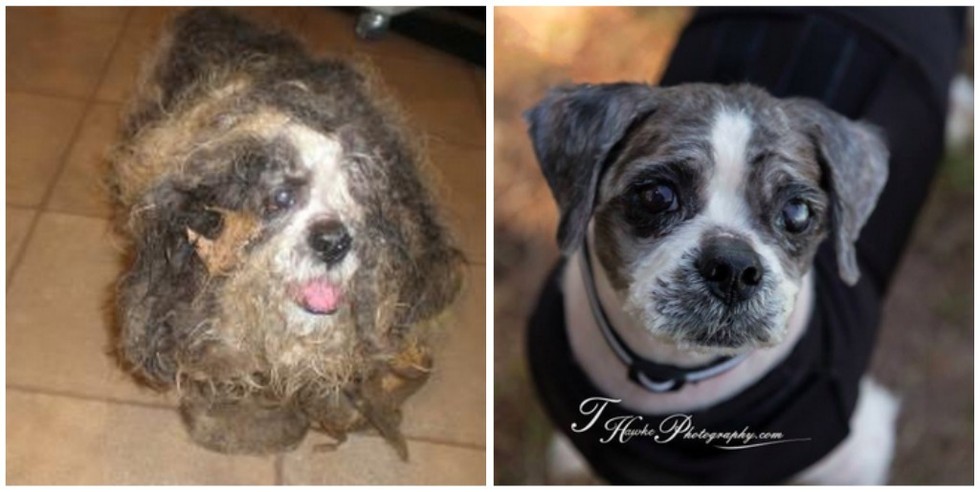 cachorros-antes-e-depois-de-adotados-10