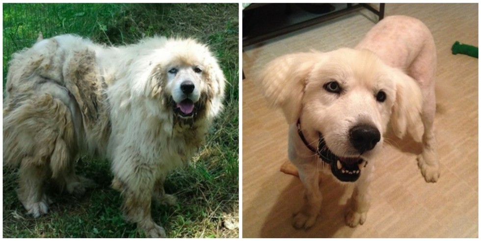 cachorros-antes-e-depois-de-adotados-17