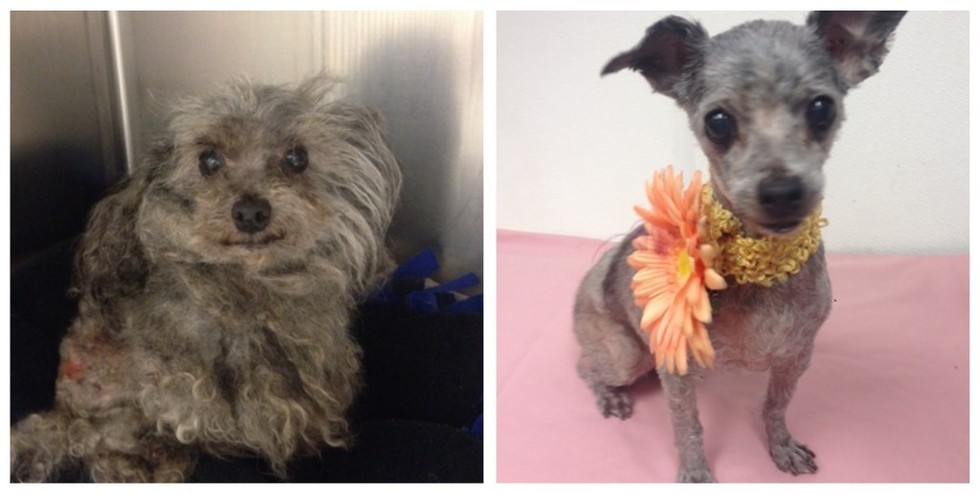 cachorros-antes-e-depois-de-adotados-2