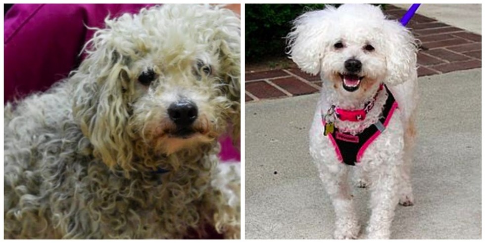 cachorros-antes-e-depois-de-adotados-20