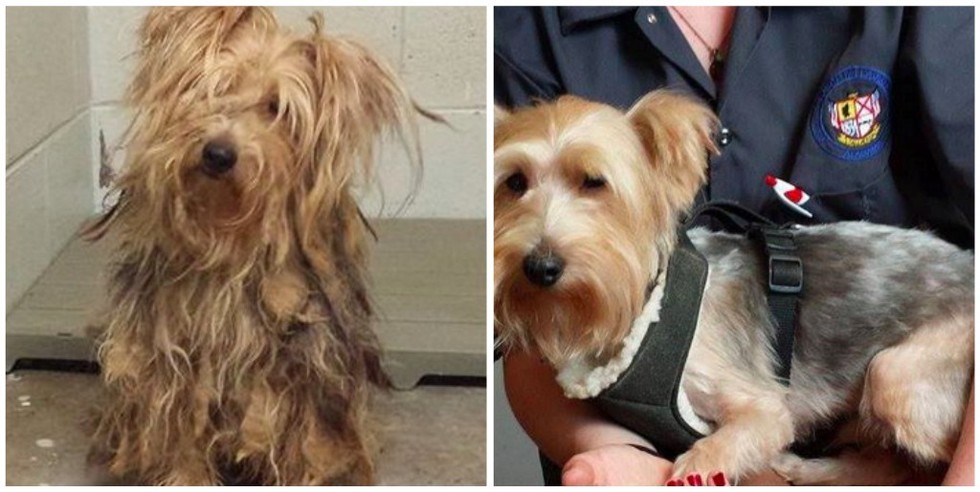 cachorros-antes-e-depois-de-adotados-21