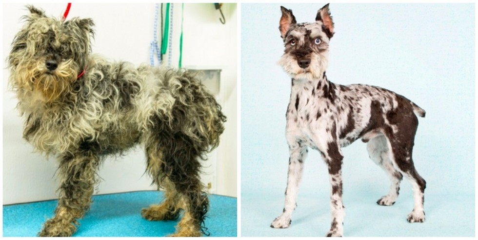 cachorros-antes-e-depois-de-adotados-8
