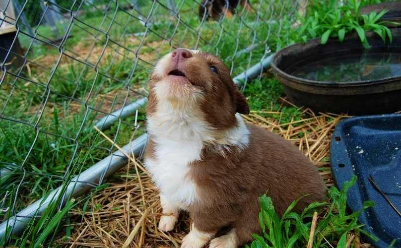 cachorros-cantores