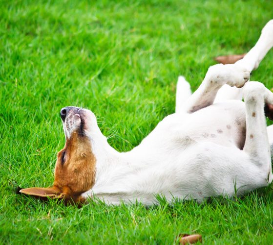 Como ensinar seu cachorro a rolar