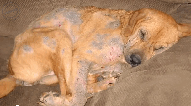 Married single pugs and rash near anus