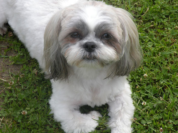 fotos de shih tzu shih tzu lindas fotos de cachorros da ra 231 a melhoramigo fotos de shih tzu shih tzu lindas fotos de cachorros da ra 231 a melhoramigo