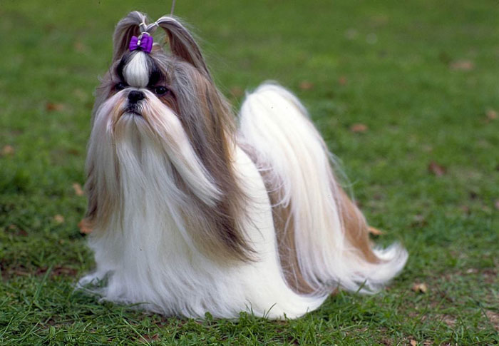 fotos de shih tzu shih tzu lindas fotos de cachorros da ra 231 a melhoramigo fotos de shih tzu shih tzu lindas fotos de cachorros da ra 231 a melhoramigo