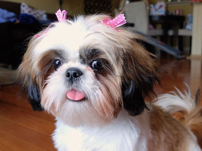 fotos de shih tzu shih tzu lindas fotos de cachorros da ra 231 a melhoramigo fotos de shih tzu shih tzu lindas fotos de cachorros da ra 231 a melhoramigo