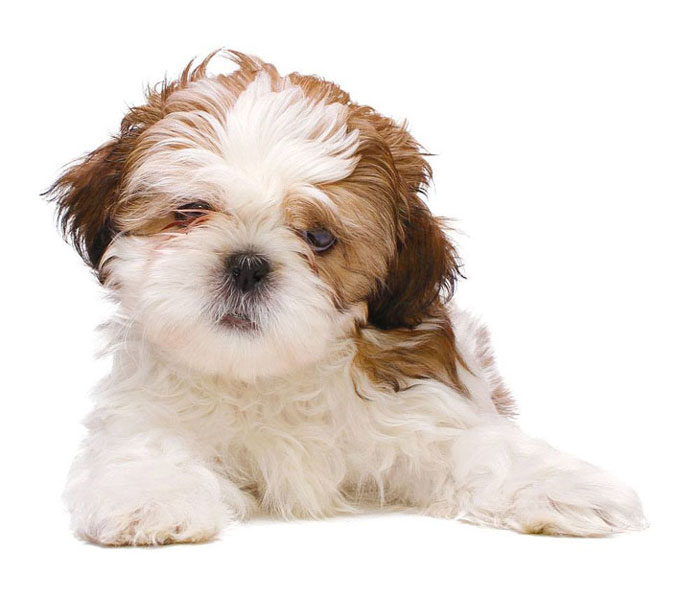 fotos de shih tzu shih tzu lindas fotos de cachorros da ra 231 a melhoramigo fotos de shih tzu shih tzu lindas fotos de cachorros da ra 231 a melhoramigo