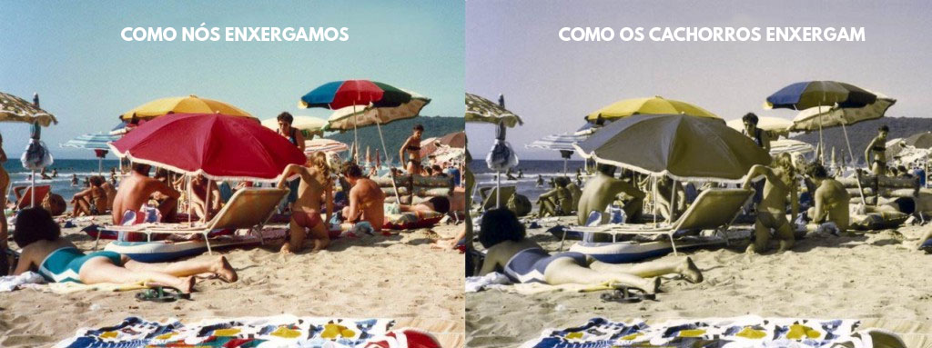 Visão dos cachorros