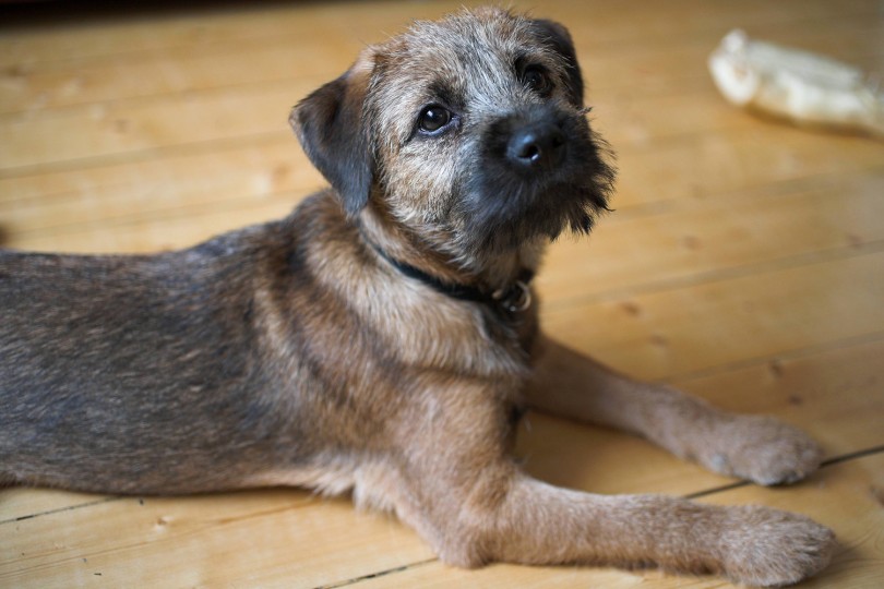Border Terrier personalidade, cuidados e fotos da raça