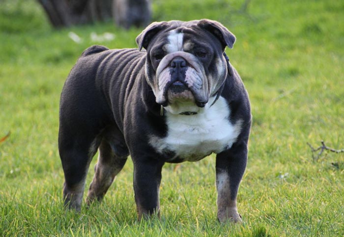 Buldogue Inglês A Aparência De Bravo Que Esconde Um Amável Cão