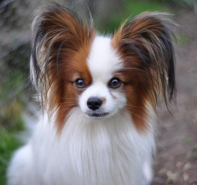 Small Dogs With Long Floppy Ears Small Dogs With Long Floppy Ears