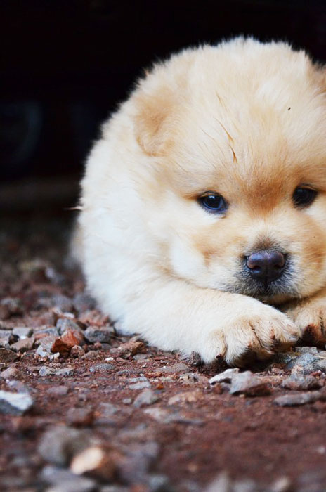 chow chow guia de ra 231 as chow chow melhoramigo chow chow guia de ra 231 as chow chow melhoramigo