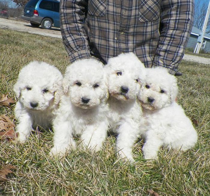 komondor puppy komondor fotos de cachorros da ra 231 a melhoramigo komondor puppy komondor fotos de cachorros da ra 231 a melhoramigo