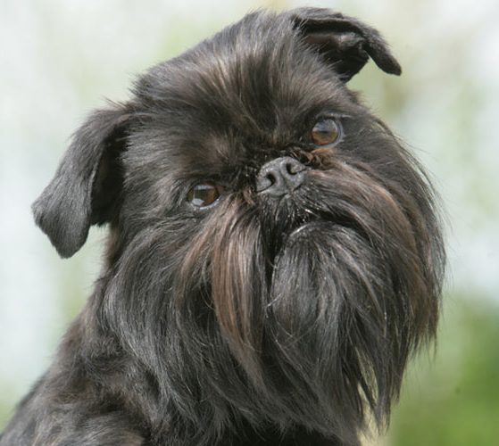 Griffon Belga