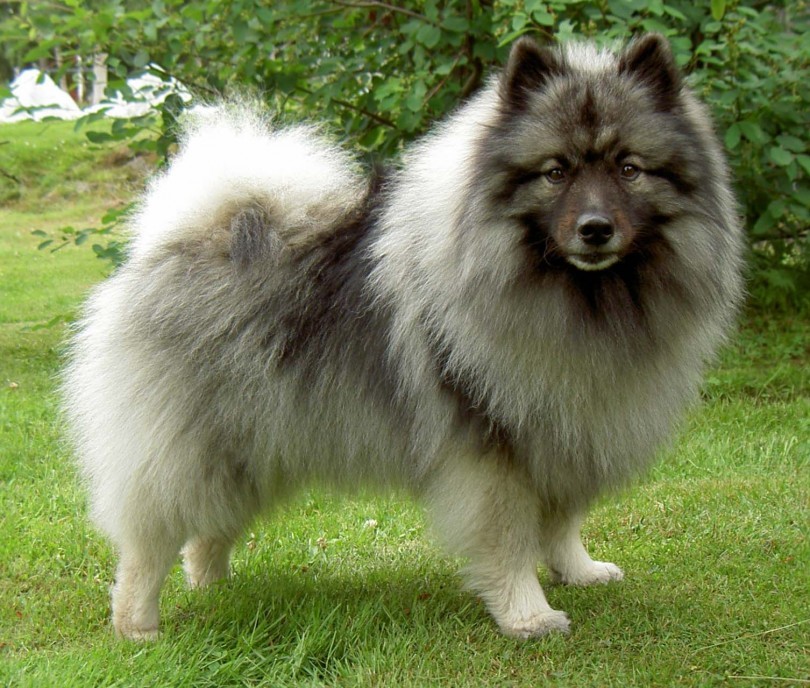 Do Pomskies Eat Other Dogs Do Pomskies Eat Other Dogs