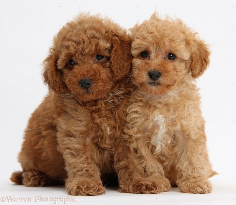 Two cute red Toy Poodle puppies, 8 weeks old, sitting