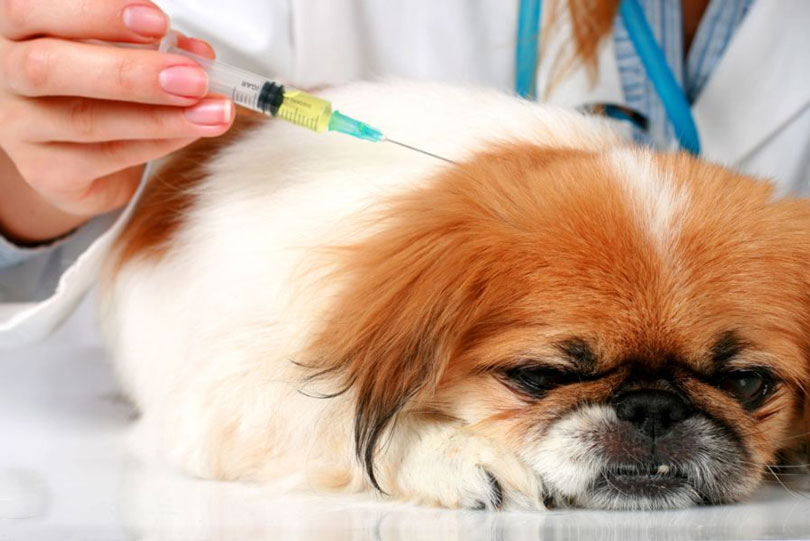 Diabetes Canina: Causas, sintomas e tratamento