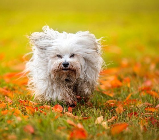 Fotos Bichon Havanes
