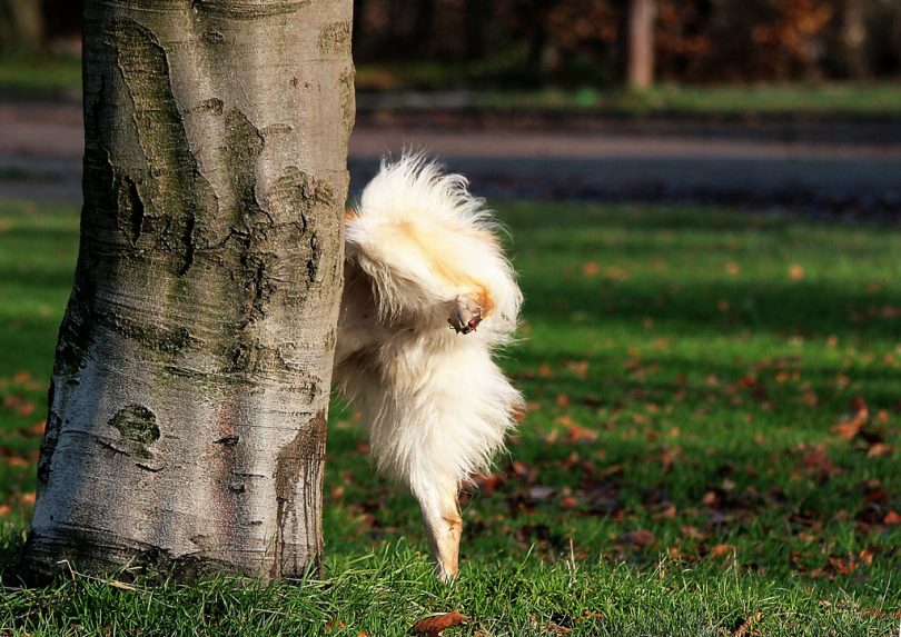 dog-peeing