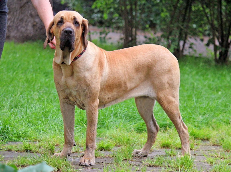 fila brasileiro puppies fila brasileiro cuidados e hist 243 ria da ra 231 a melhoramigo fila brasileiro puppies fila brasileiro cuidados e hist 243 ria da ra 231 a melhoramigo