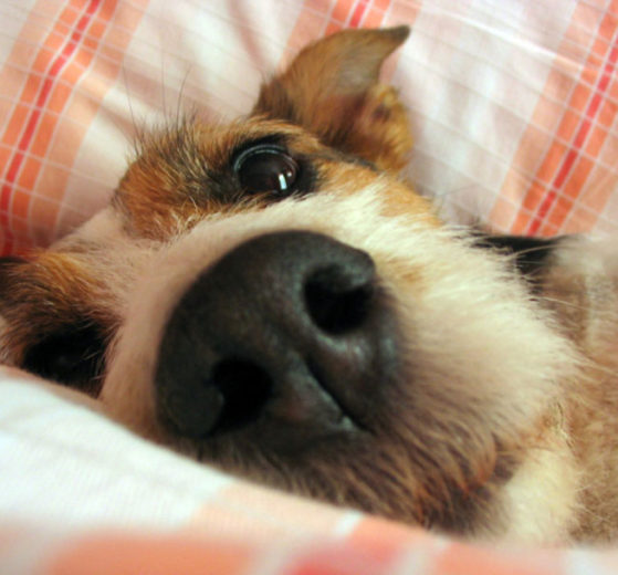 Síndrome da disfunção cognitiva canina