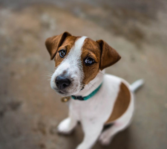 Fungos em cachorros