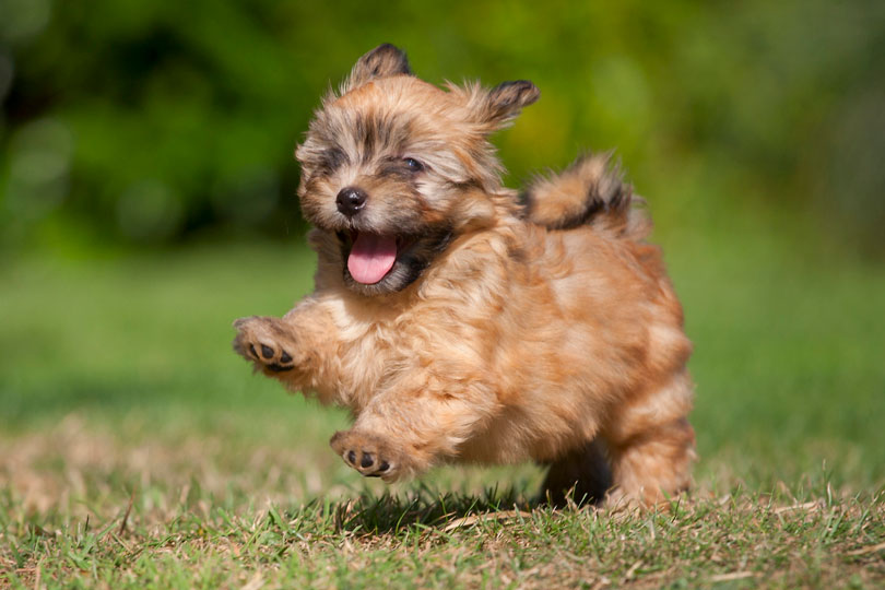 Qual raça de cachorro você é