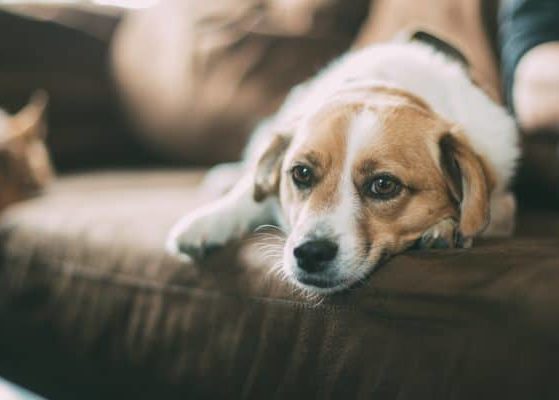 Dog Hero